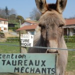 En allant sur la Chalaronne