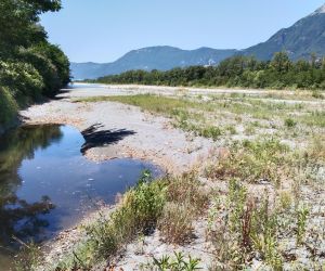 #219 – Intervention annuelle sur les bancs de l’Isère en Combe de Savoie