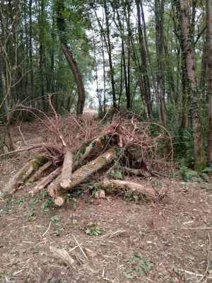 #222 – Le Mou de Pleure, pas le bois