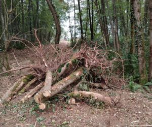 #222 – Le Mou de Pleure, pas le bois