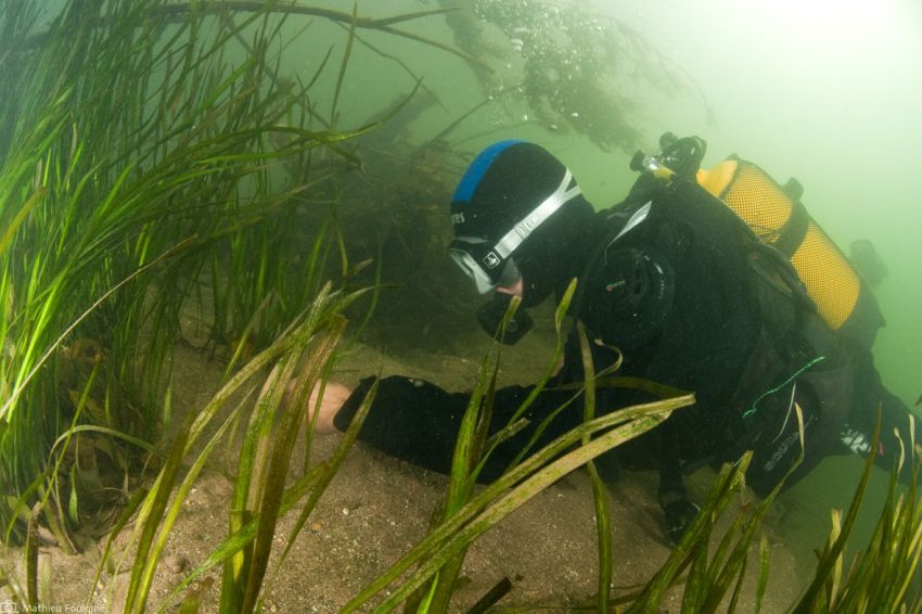Un plongeur de l'ADENA prélève des sédiments afin de réaliser une granulométrie