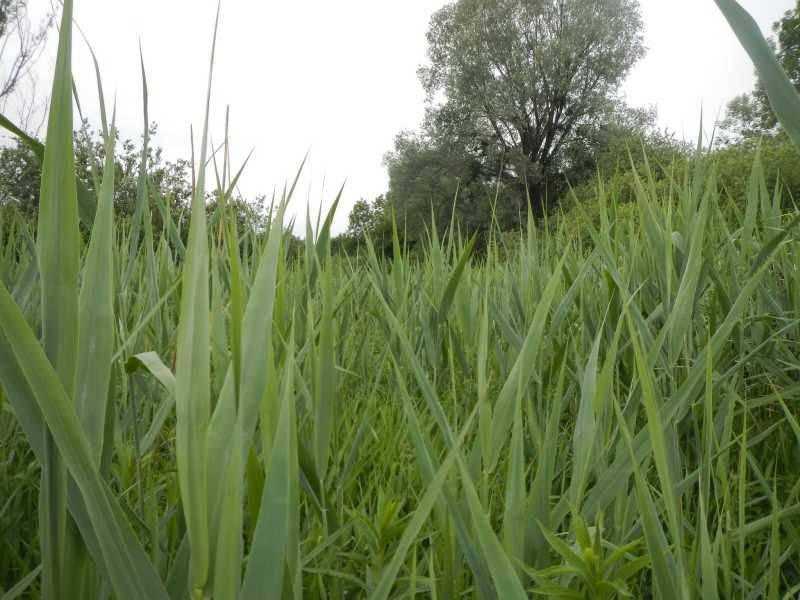 TATTES - Hydrologie : vue de l'intérieur du marais avec un végétation abondante