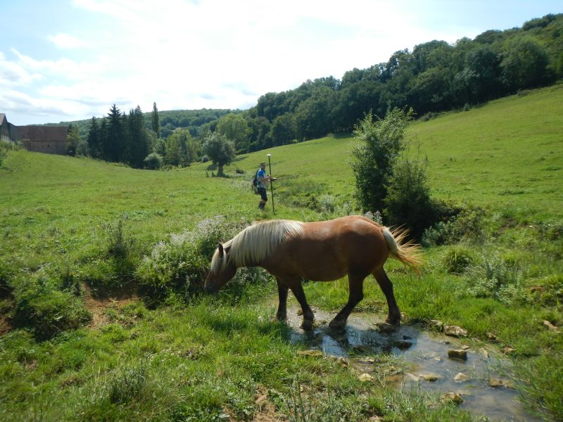 Un cheval au milieu de la rivière Arvo
