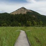 Vue sur le marais des Bouligons dans la Drôme. Un ponton s'enfonce dans des roseaux. Une montagne est en arrière plan.