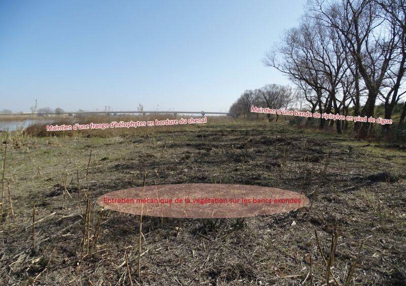 Photo et descriptif de la gestion de la végétation aux abords de la Durance