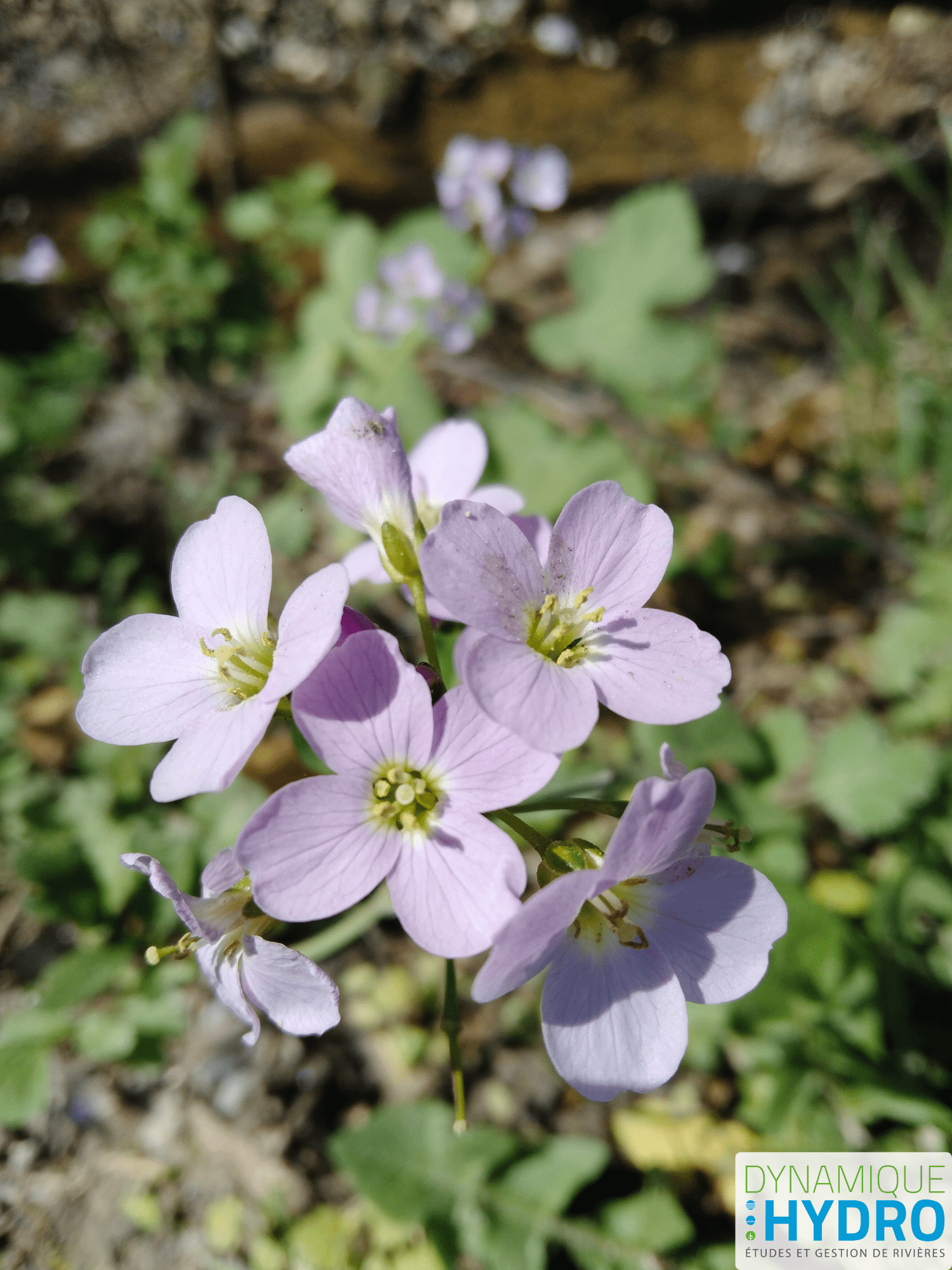 #231 – Des rivières à réinventer : la revitalisation du Gour et de l’Escattes