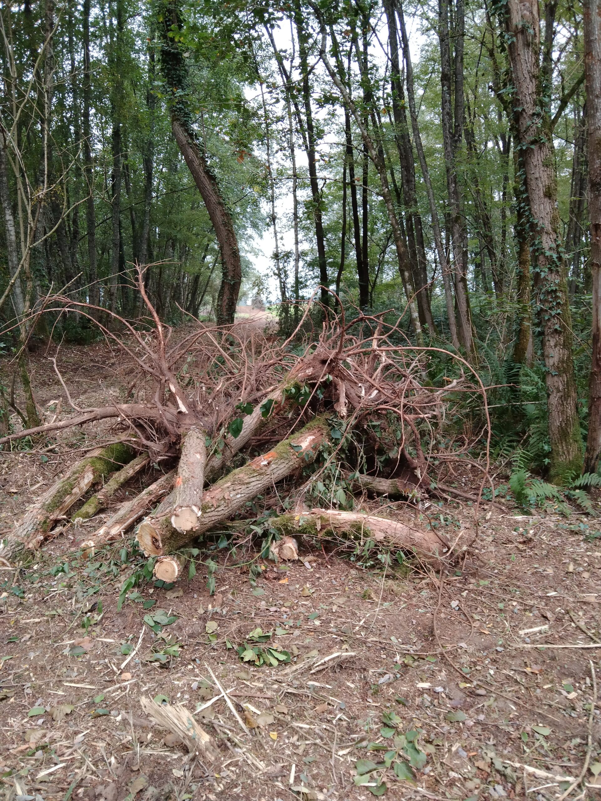 #222 – Le Mou de Pleure, pas le bois