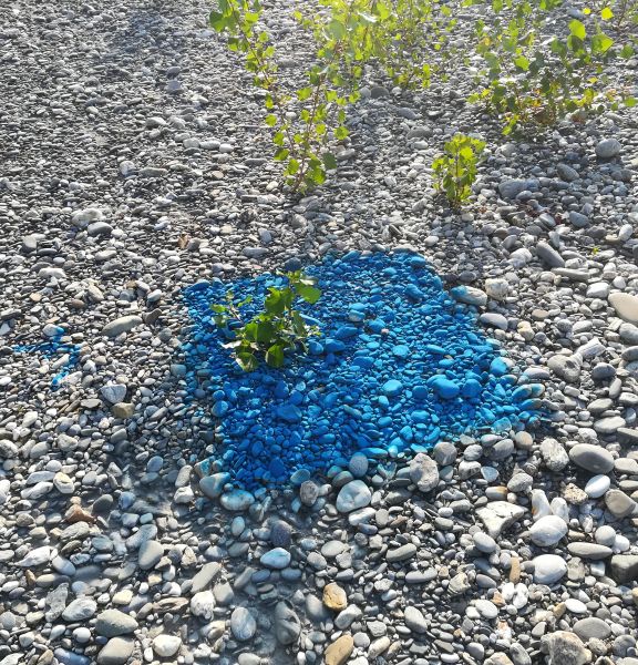 Une parcelle peinte avec un saule qui pousse dedans pendant le Suivi morphologique des bancs de l'Isère