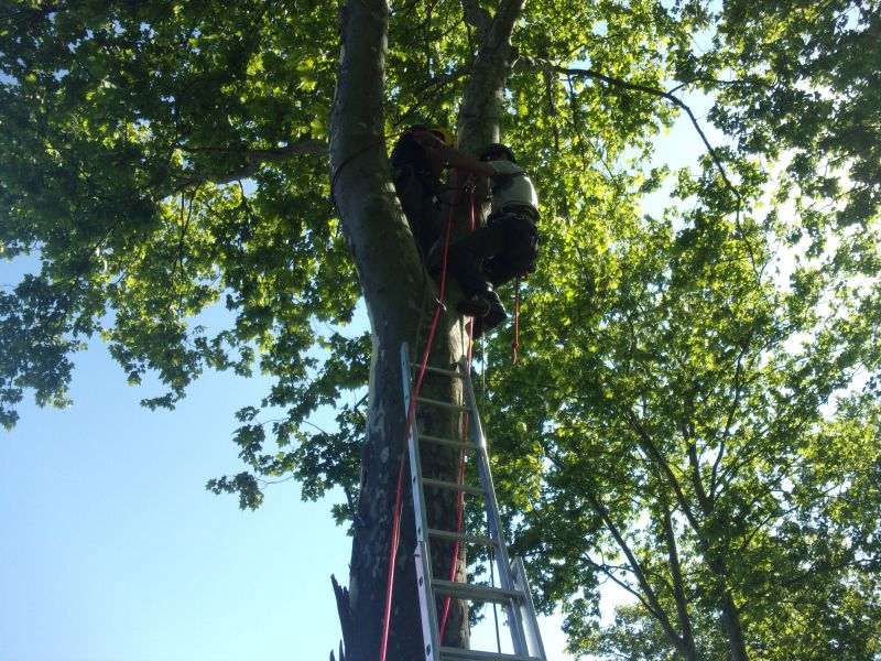 Installation de caméras dans un arbre ou sur un poteau par nos partenaires spécialisés dans le travail en hauteur pour le suivi chronophotographique des bancs de l'Isère