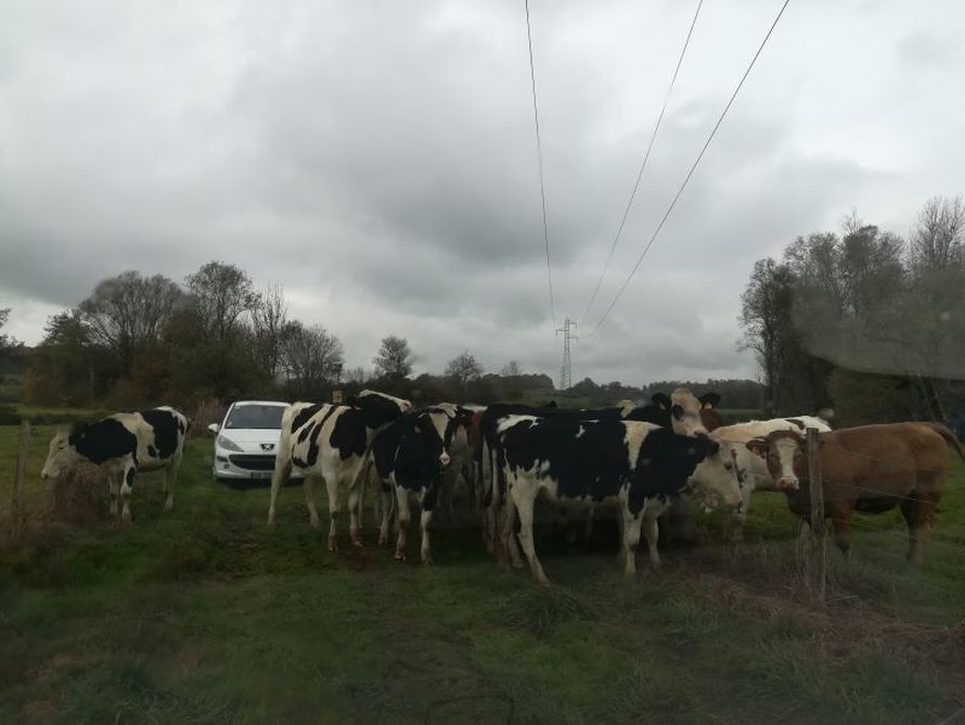 Notre 207 complètement entourée de vaches qui se sont échappées de leur champ !