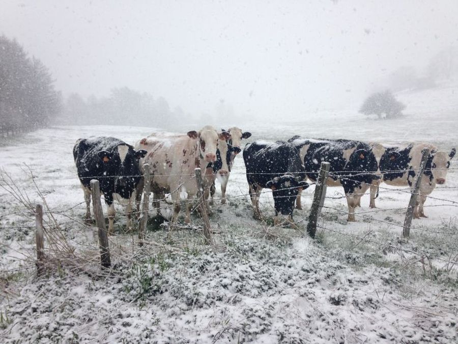Les vaches, voisines curieuses, observent de nos relevés de terrain sous la neige dans la Veyre en Auvergne.